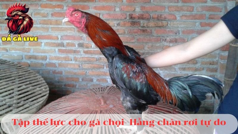 4 Cách Tập Thể Lực Cho Gà Chọi