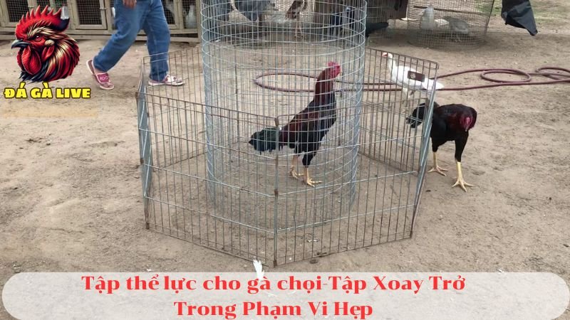 4 Cách Tập Thể Lực Cho Gà Chọi