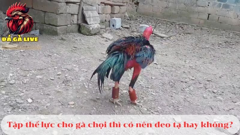 4 Cách Tập Thể Lực Cho Gà Chọi