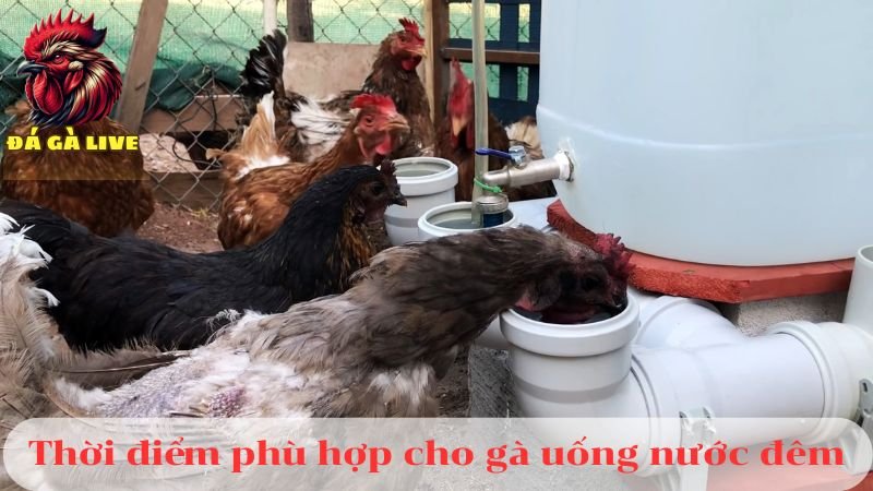 Cho Gà Uống Nước Đêm Có Thực Sự Cần Thiết Hay Không?