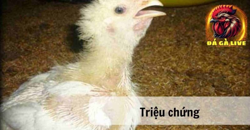 Bệnh ORT Trên Gà Nguyên Nhân, Triệu Chứng và Phương Pháp Điều Trị Bệnh