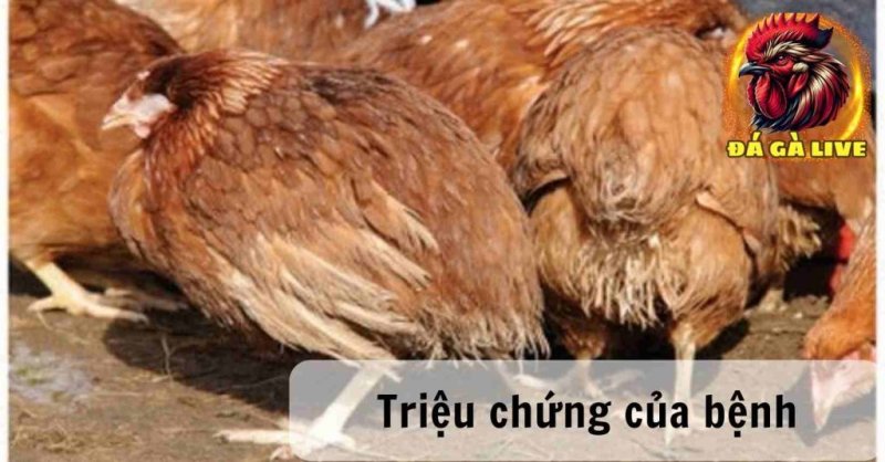 Bệnh Bạch Lỵ ở Gà Nguyên Nhân Triệu Chứng và Cách Điều Trị 