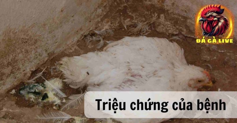 Bệnh Gà Rù Nguyên Nhân, Triệu Chứng và Biện Pháp Điều Trị