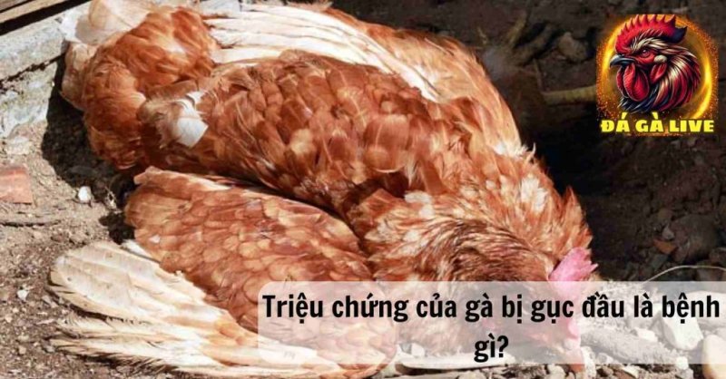 Gà Bị Gục Đầu Là Bệnh Gì? Nguyên Nhân Biểu Hiện và Cách Điều Trị