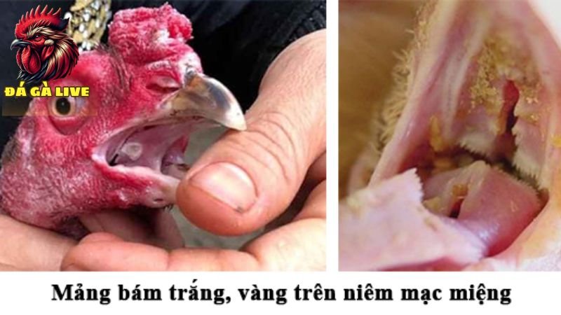 Nâng Cao Sức Khỏe Gà Xử Lý Tình Trạng Gà Bị Nấm Họng Hiệu Quả