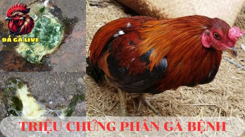 Phân Gà Bệnh Nguyên Nhân, Triệu Chứng và Biện Pháp Phòng Tránh