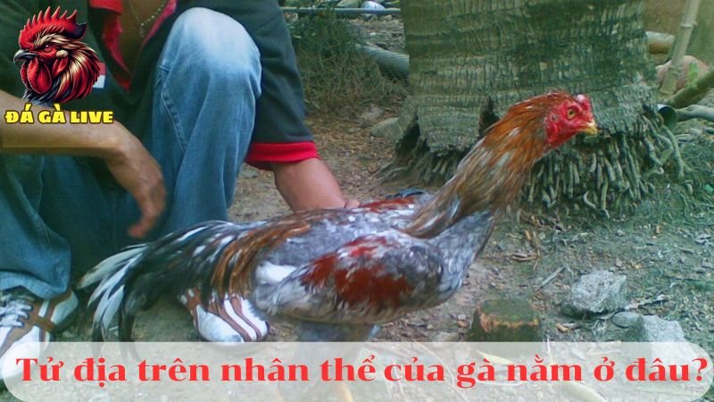 9 Kỹ Thuật Gà Đá Đòn Độc Gây Sát Thương Cao