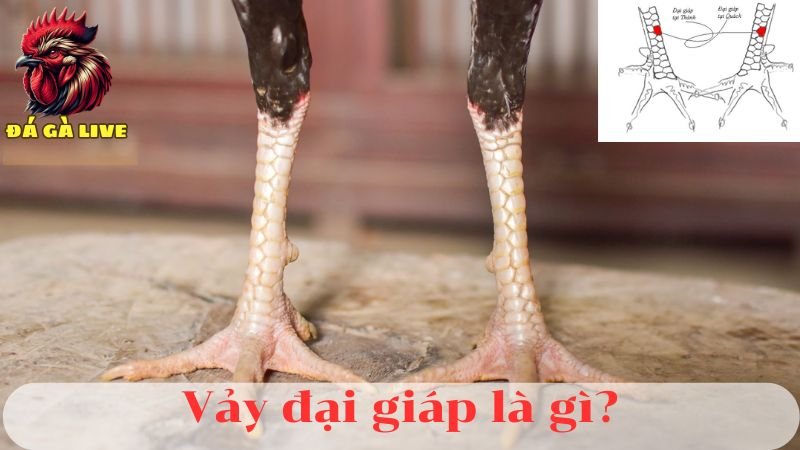 Vảy Đại Gíáp Là Gì Bí Quyết Xem Vảy Chuẩn