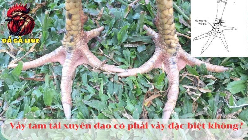 Vảy Xuyên Đao Và Những Điều Cần Biết