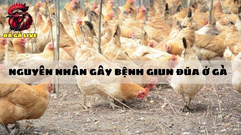 Nguyên nhân gây bệnh giun đũa ở gà