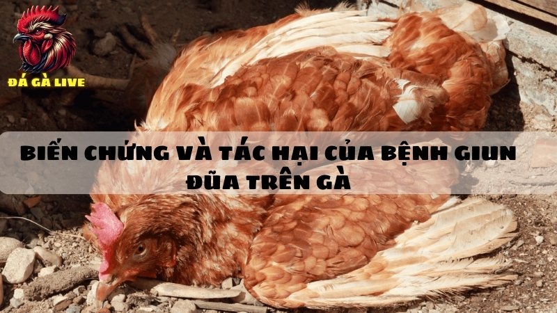 Biến chứng và tác hại của bệnh giun đũa trên gà