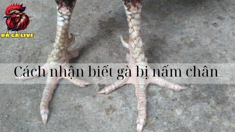 Cách nhận biết gà bị nấm chân