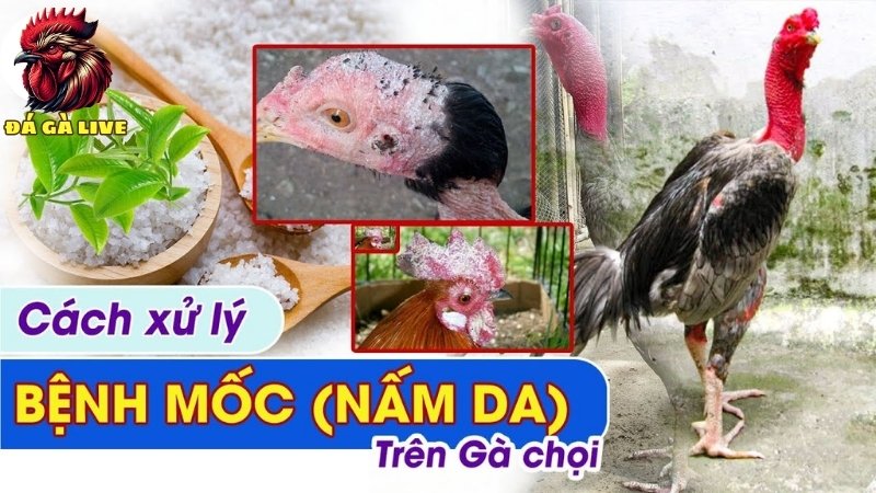 Mẹo điều trị bệnh gà bị nấm da