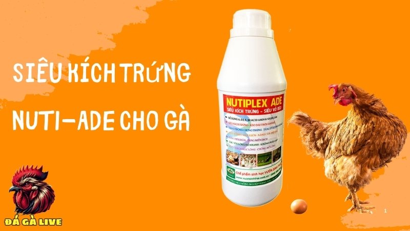 Siêu kích trứng NUTI-ADE cho gà