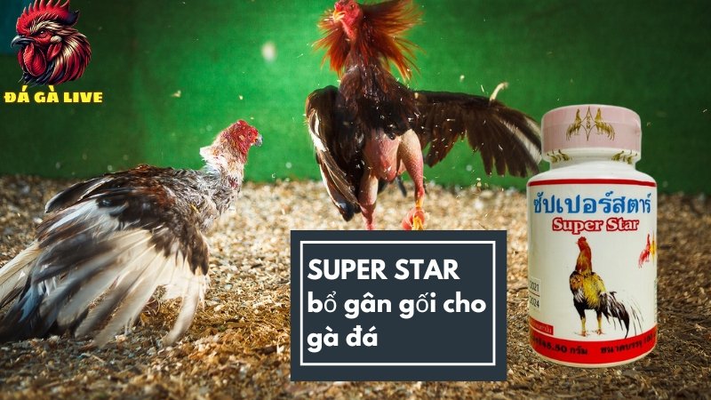 SUPER STAR bổ gân gối cho gà đá