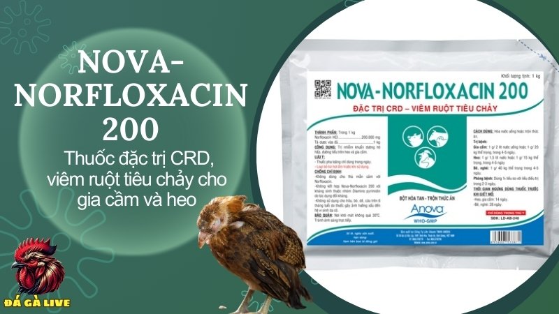 NOVA-NORFLOXACIN 200 - Thuốc đặc trị crd, viêm ruột tiêu chảy cho heo, gia cầm, bê, nghé