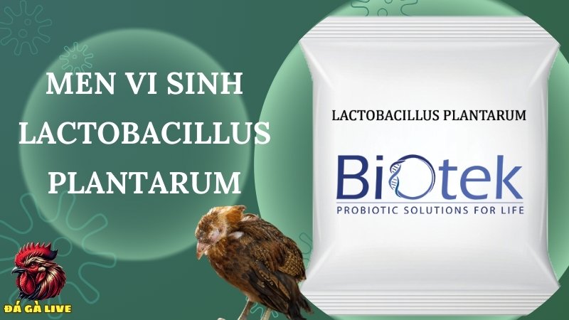 Men vi sinh Lactobacillus plantarum - Công dụng và cách sử dụng