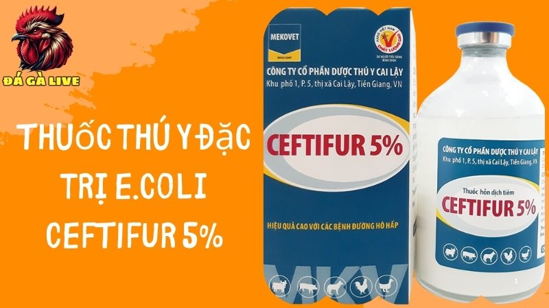 Thuốc đặc trị E. coli CEFTIFUR 5%