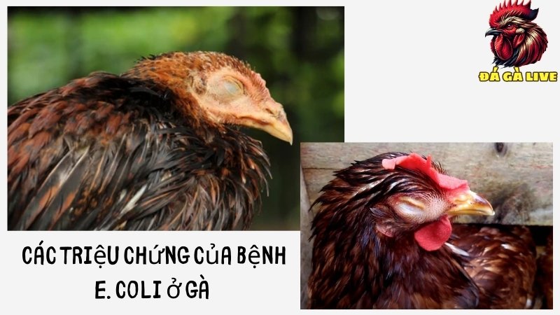 Những dấu hiệu ở gà bị Ecoli