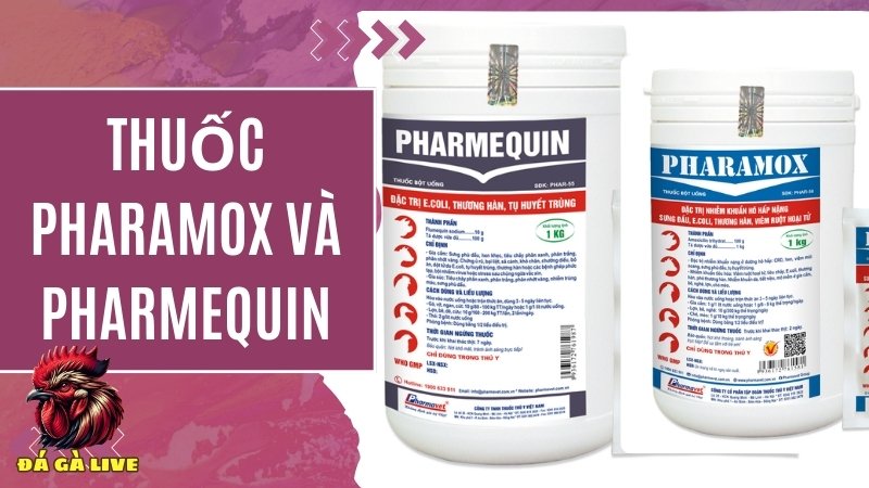  Pharamox và Pharmequin (Kết hợp sử dụng)