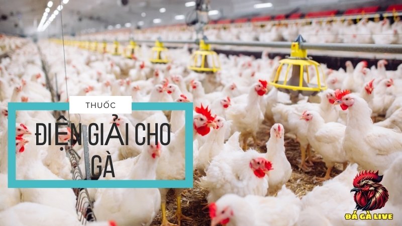 Thuốc điện giải cho gà - Giải pháp tối ưu cho gà ít bệnh