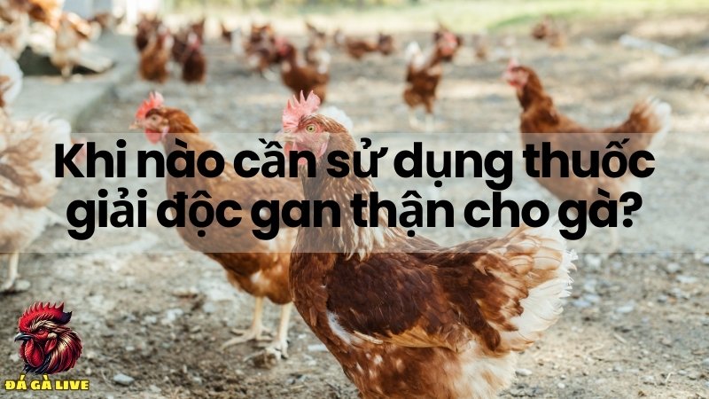 Thời điểm thích hợp sử dụng thuốc thải độc gan cho gà