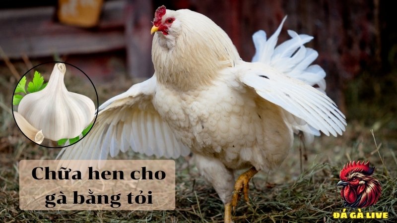 Sử dụng lá trầu không và tỏi