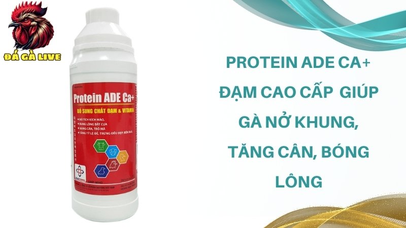 Protein ADE Ca+ đạm cao cấp