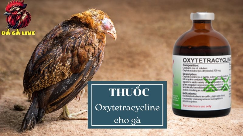 Đặc trị bệnh hiệu quả với thuốc Oxytetracycline cho gà