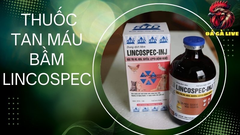 Thuốc tan máu bầm LINCOSPEC