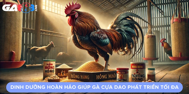 Dinh Dưỡng Hoàn Hảo Giúp Gà Cựa Dao Phát Triển Tối Đa