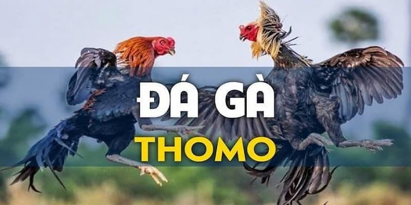 Lý Do Nên Chọn 888B Để Tham Gia Đá Gà Thomo
