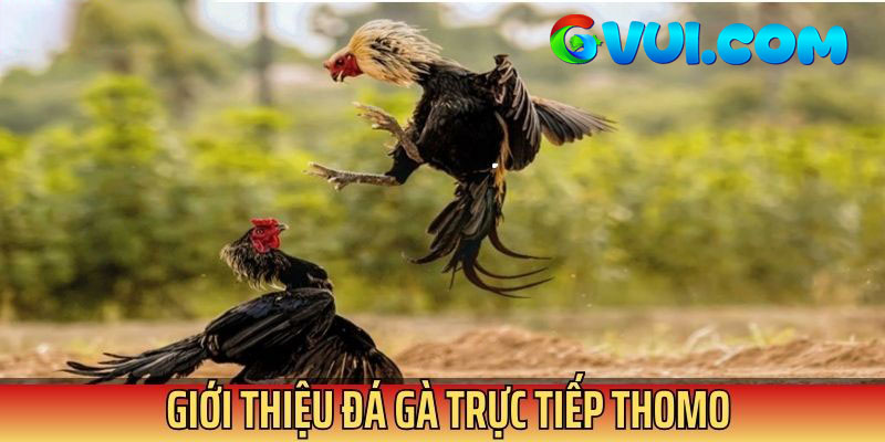 Giới thiệu đôi nét về đá gà trực tiếp Thomo
