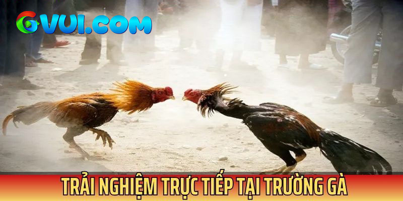 Người chơi có thể tham gia trực tiếp đá gà tại các đấu trường danh tiếng